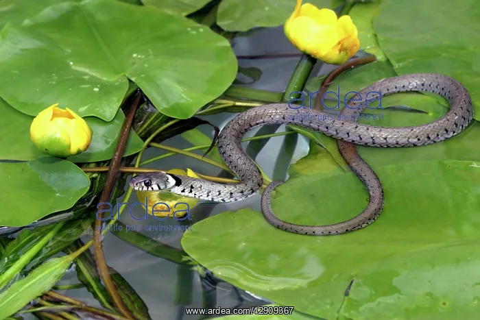 : Grass Snake - on waterlily leaves, entering water : Grass Snake - on waterlily leaves, entering water