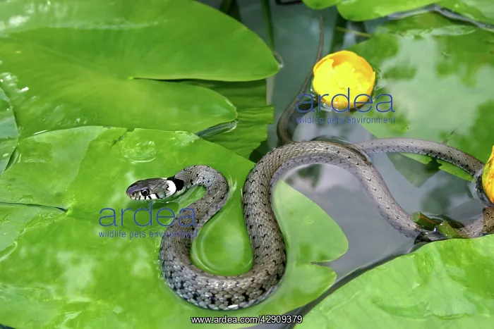 : Grass Snake - on waterlily leaves, in water : Grass Snake - on waterlily leaves, in water