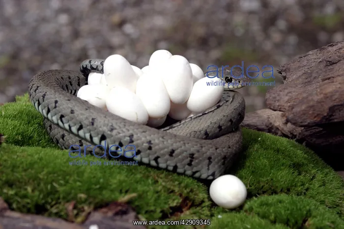 : Grass Snake - wrapped around mass of eggs : Grass Snake - wrapped around mass of eggs