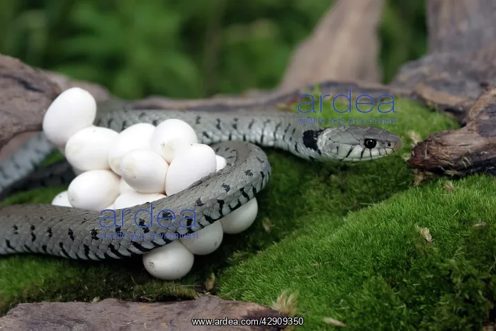: Grass Snake - wrapped around mass of eggs : Grass Snake - wrapped around mass of eggs
