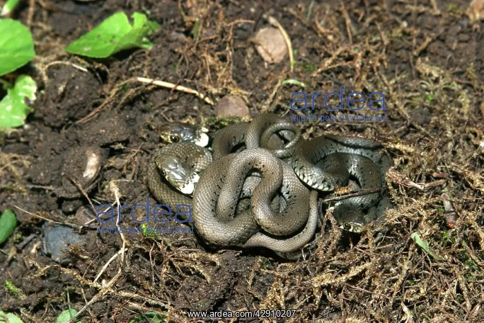 : Grass Snake - young entwined on ground : Grass Snake - young entwined on ground