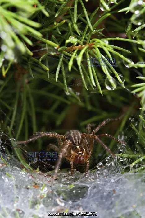 : Grass Spider : Grass Spider