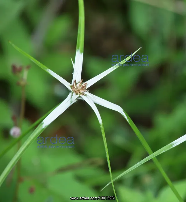  : Grass-star  /  Star-grass Trinidad