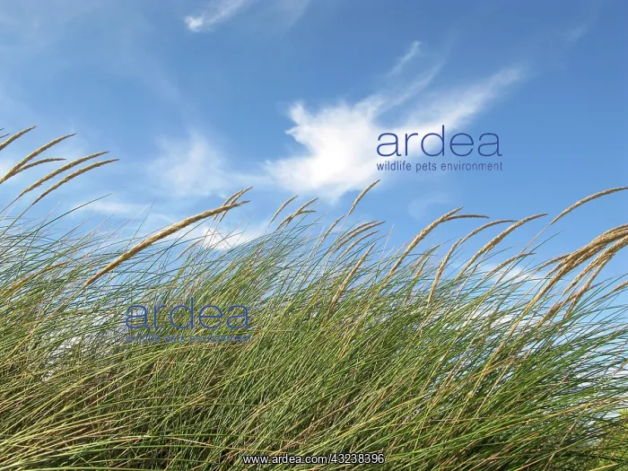 : grass swinging in the wind : grass swinging in the wind
