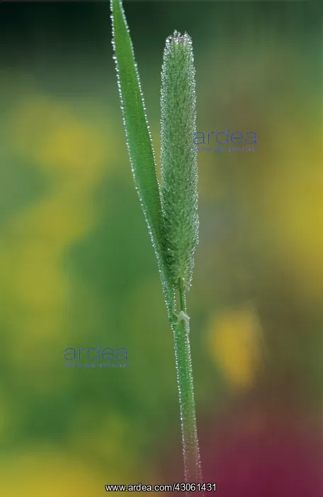: Grass, Timothy grass, Phleum pratense : Grass, Timothy grass, Phleum pratense