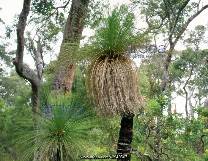 : Grass Tree / 'Black BoysI : Grass Tree / 'Black BoysI