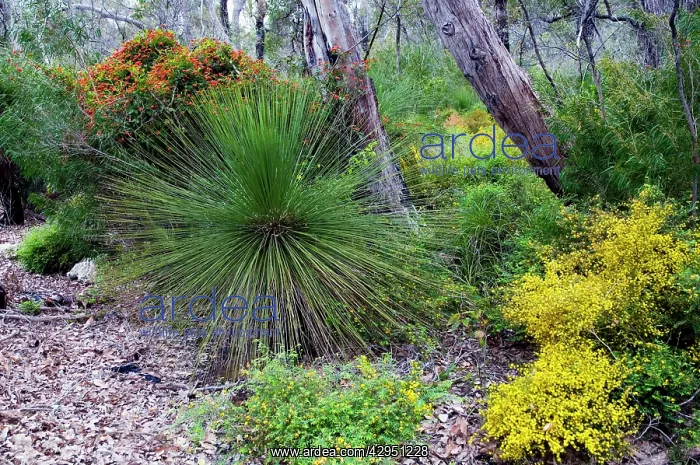 : Grass-tree / Blackboy with flowering Coral Vine : Grass-tree / Blackboy with flowering Coral Vine