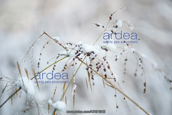 : Grass, Waterfall millet, Phaenosperma globosa in : Grass, Waterfall millet, Phaenosperma globosa in