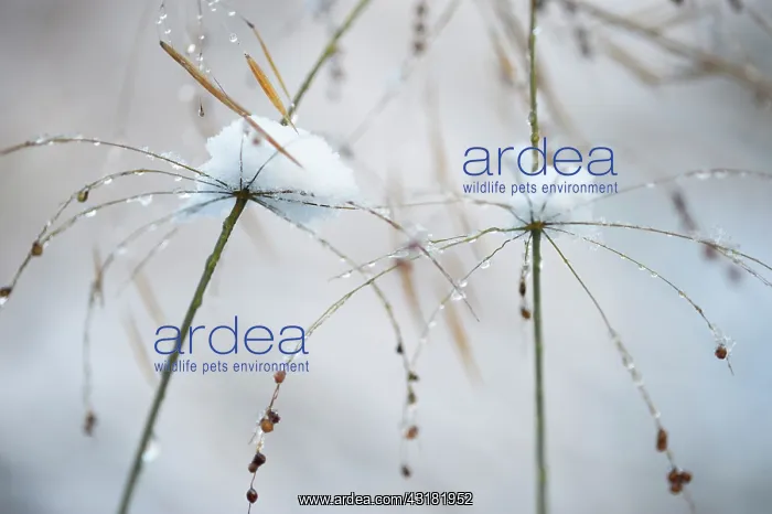 : Grass, Waterfall millet, Phaenosperma globosa in : Grass, Waterfall millet, Phaenosperma globosa in