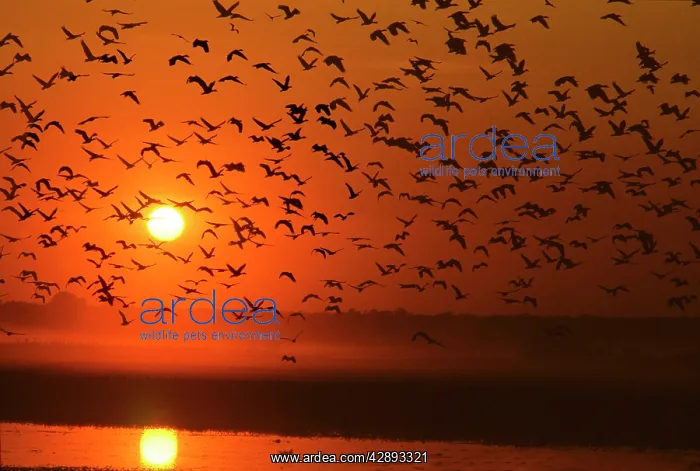 : Grass Whistle / plumed Whistle DUCKS - in flight at sunset : Grass Whistle / plumed Whistle DUCKS - in flight at sunset