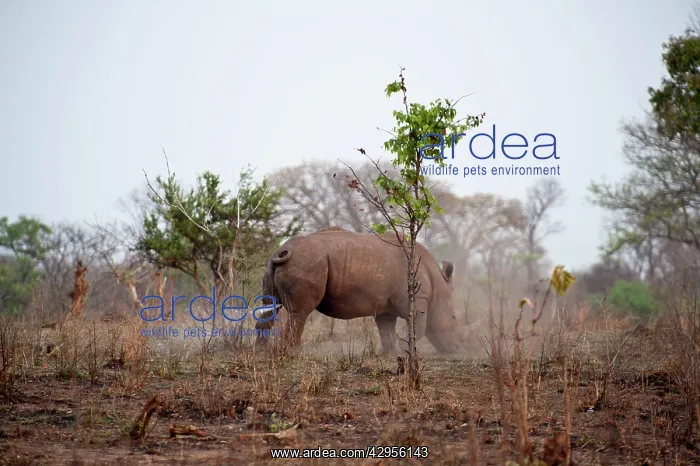 : Grass / White Rhinoceros - marking territory with urine : Grass / White Rhinoceros - marking territory with urine