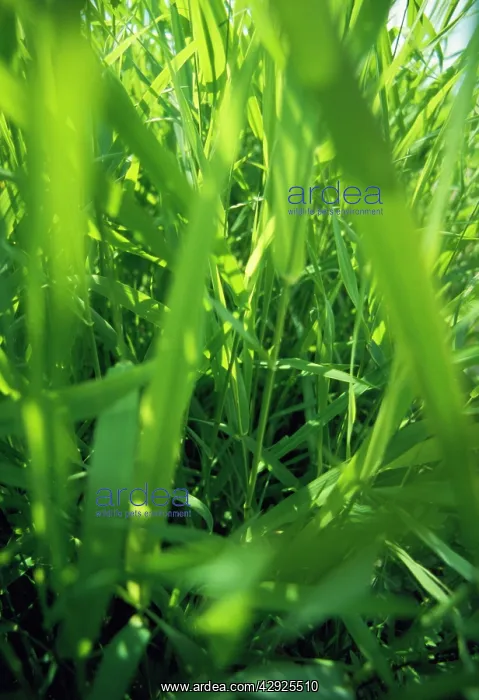 : GRASS - Worm / Insect's eye view of undergrowth : GRASS - Worm / Insect's eye view of undergrowth