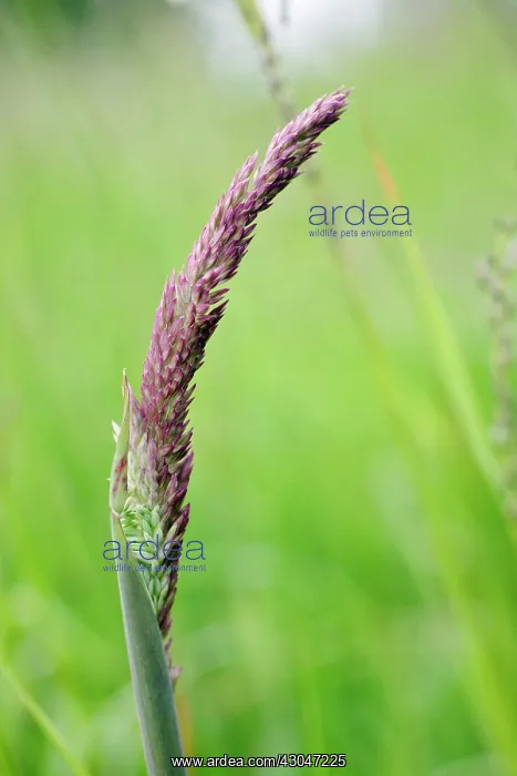 : Grass, Yorkshire fog grass : Grass, Yorkshire fog grass