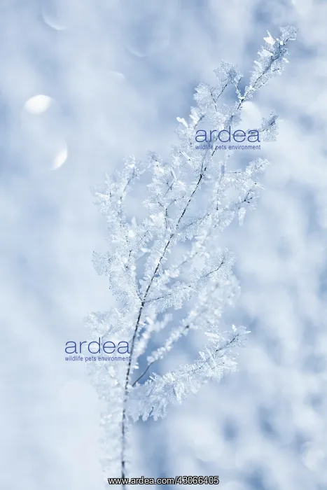 : Grasses : Grasses