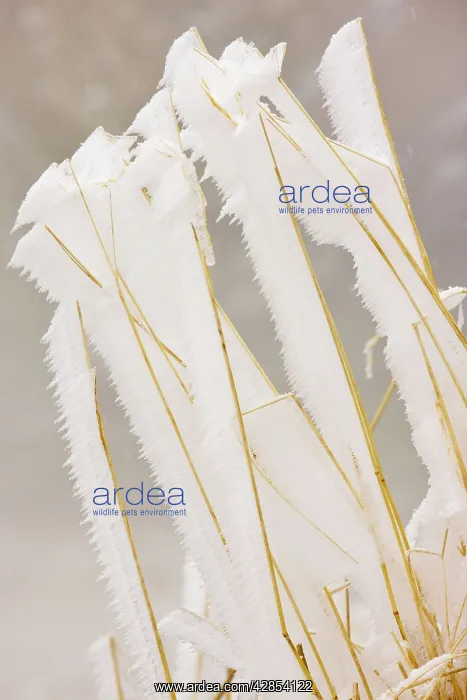 : Grasses covered with freezing fog, high in the : Grasses covered with freezing fog, high in the