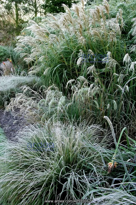 : Grasses - Miscanthus sinensis Graziella'; Carex : Grasses - Miscanthus sinensis Graziella'; Carex