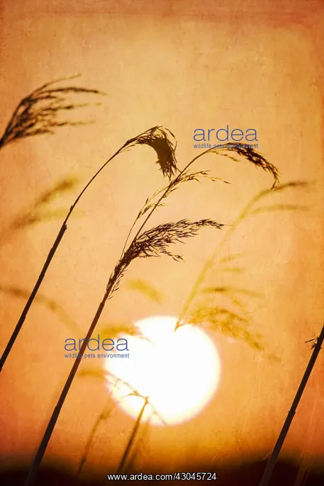 : Grasses with Setting Sun Textured Image - Norfolk UK : Grasses with Setting Sun Textured Image - Norfolk UK