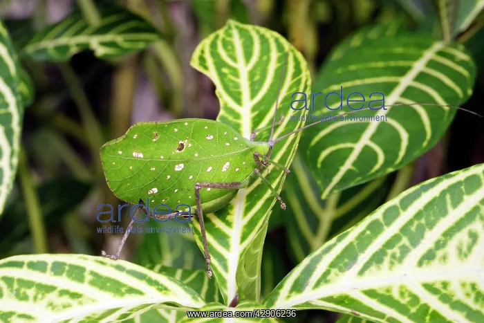 : Grasshopper : Grasshopper