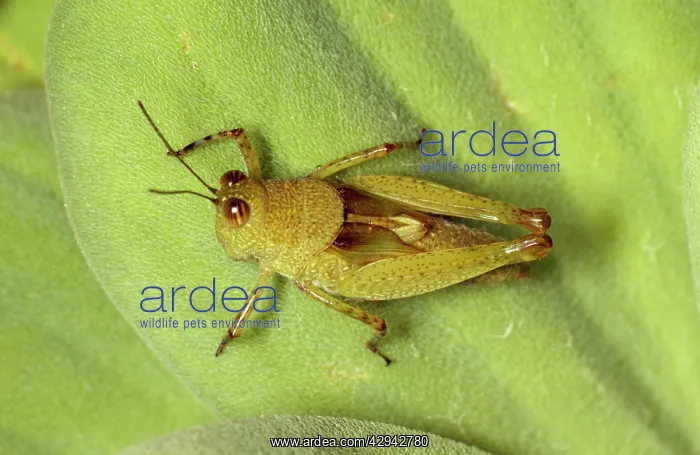 : Grasshopper : Grasshopper
