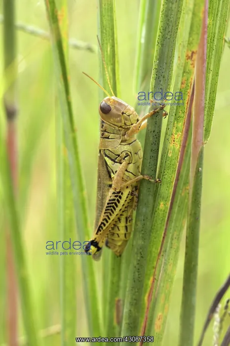  : Grasshopper