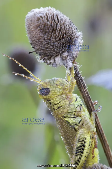 : Grasshopper : Grasshopper