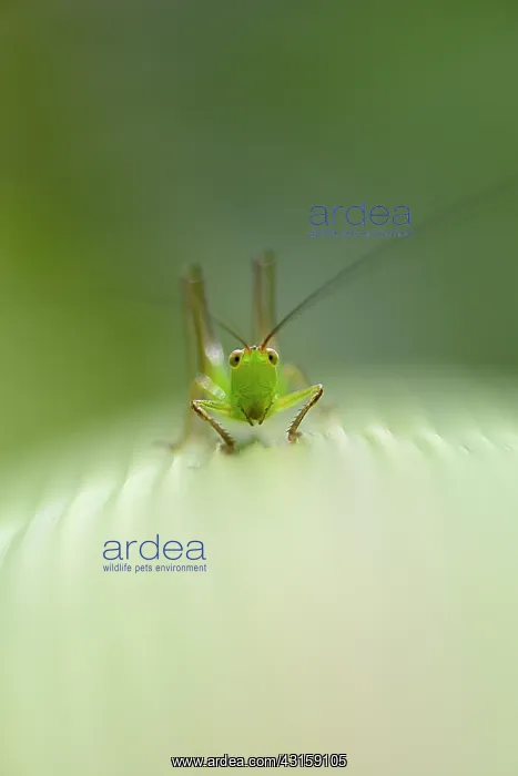 : Grasshopper : Grasshopper