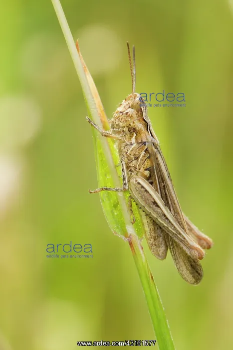 : Grasshopper : Grasshopper
