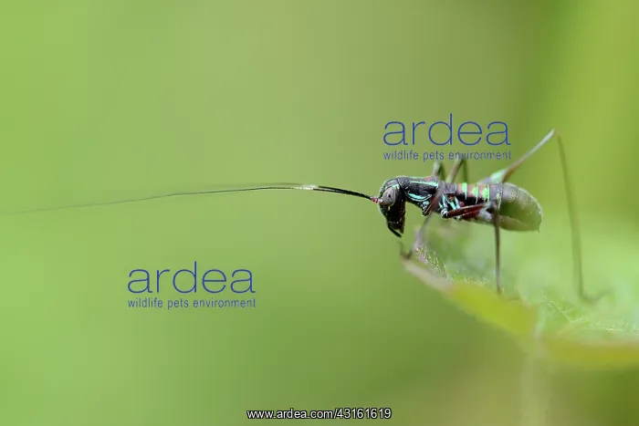 : Grasshopper : Grasshopper