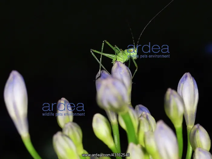 : Grasshopper : Grasshopper