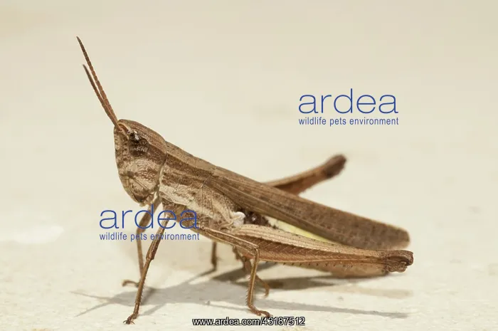 : Grasshopper : Grasshopper