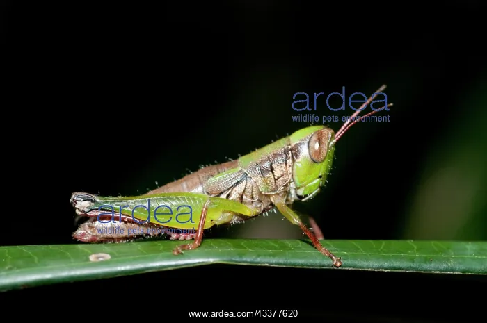 : Grasshopper : Grasshopper