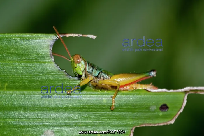 : Grasshopper : Grasshopper