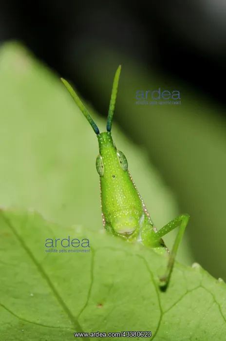 : Grasshopper : Grasshopper