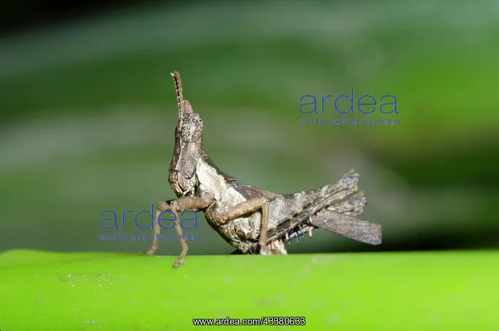 : Grasshopper : Grasshopper