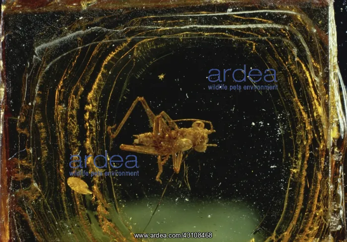 : Grasshopper in Amber : Grasshopper in Amber