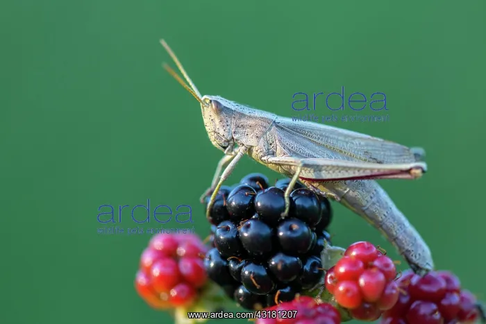 : Grasshopper on blackberry, Wagenfeld, Lower Saxony : Grasshopper on blackberry, Wagenfeld, Lower Saxony