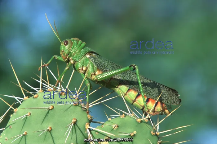 : GRASSHOPPER ON CACTUS - (12 cm / 5 inches long) : GRASSHOPPER ON CACTUS - (12 cm / 5 inches long)