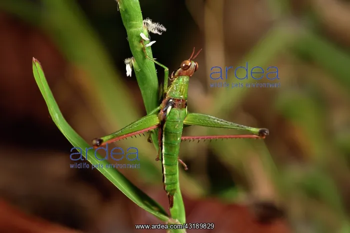 : Grasshopper (Eumastacidae sp), Andasibe, Perinet : Grasshopper (Eumastacidae sp), Andasibe, Perinet