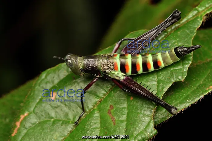 : Grasshopper (Euschmidtiidae sp) on a leaf, Andasibe : Grasshopper (Euschmidtiidae sp) on a leaf, Andasibe