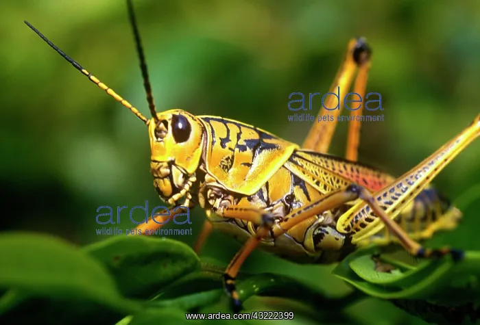 : Grasshopper, Everglades National Park, Florida : Grasshopper, Everglades National Park, Florida