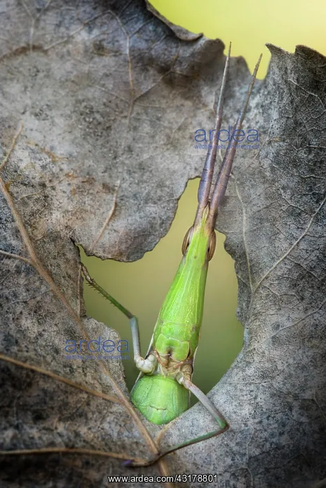 : Grasshopper facing out from an hole in a leaf : Grasshopper facing out from an hole in a leaf