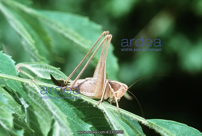 : GRASSHOPPER - female, on plant : GRASSHOPPER - female, on plant