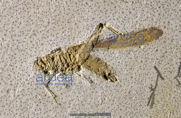 : Grasshopper Fossil : Grasshopper Fossil