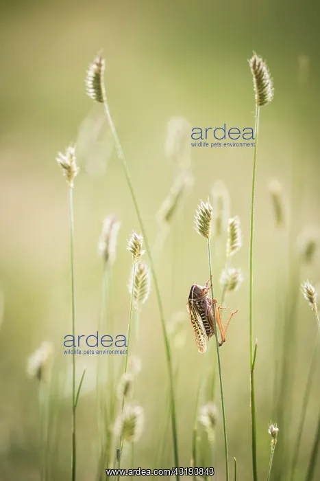 : Grasshopper (Gampsocleis sedakovii) on a grass Tsaritsyn : Grasshopper (Gampsocleis sedakovii) on a grass Tsaritsyn