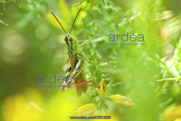 : Grasshopper on Gorse Bush : Grasshopper on Gorse Bush