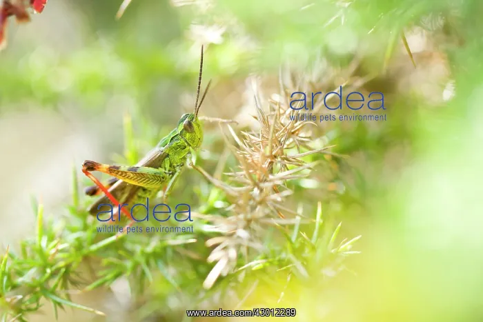 : Grasshopper on Gorse Bush : Grasshopper on Gorse Bush