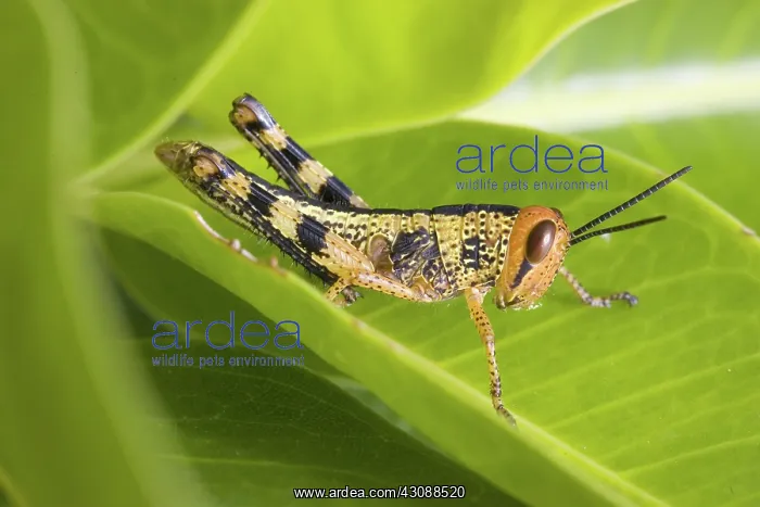 : Grasshopper juvenile instar : Grasshopper juvenile instar