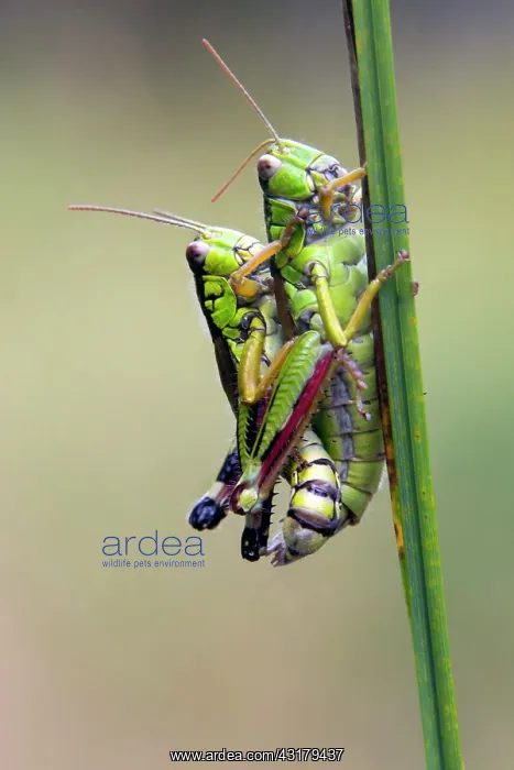 : Grasshopper (Miramella subalpina), Couple sitting : Grasshopper (Miramella subalpina), Couple sitting