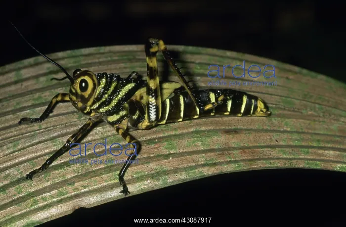 : Grasshopper Nymph : Grasshopper Nymph