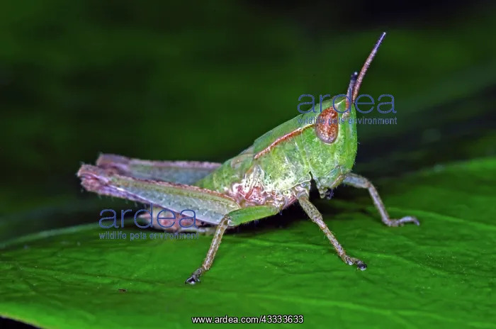 : Grasshopper Nymph : Grasshopper Nymph